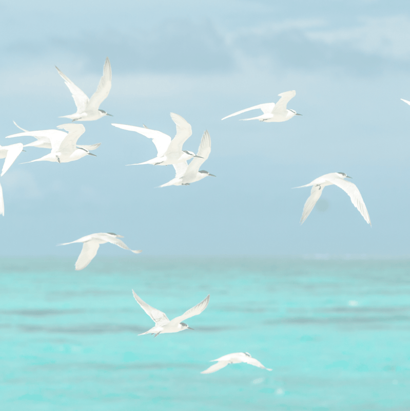 protecting our ocean sustainable fashion brand